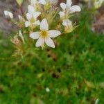 Saxifraga hypnoides Fula