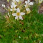 Saxifraga hypnoides Květ