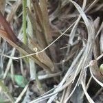 Calamagrostis varia Lorea