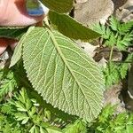 Viburnum lantanoides Leaf