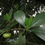 Clusia flava Leaf