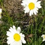 Leucanthemum graminifolium Flor