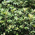 Aglaia elaeagnoidea Natur