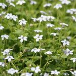 Lobelia pedunculata Flower