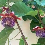 Passiflora ligularis Kvet
