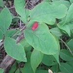 Lonicera canadensis Fruit