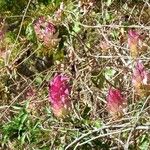 Ipomoea heptaphylla Hábito