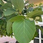 Cordia myxa Leaf