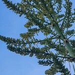 Dracaena ellenbeckiana 花