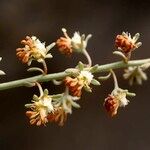 Reseda scoparia Цветок