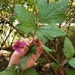 Rubus spectabilis Blomst