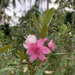 Rhodomyrtus tomentosa Flower