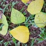 Erythrina stricta Hoja