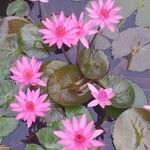 Nymphaea rubra Flower