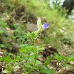 Vicia laeta 花