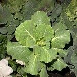 Brassica oleracea葉