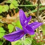 Salvia viridis পাতা