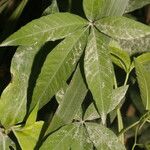 Merremia quinquefolia Plante entière