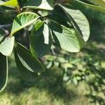 Ehretia amoena Leaf