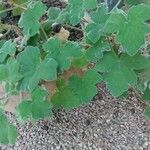 Pelargonium tomentosum Hoja