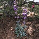 Penstemon secundiflorus Habit