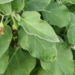 Solanum melongena Leaf