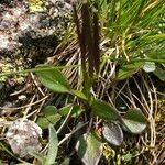 Cardamine bellidifolia ഇല