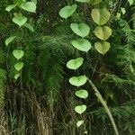 Decalobanthus peltatus Leaf