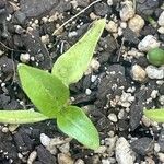 Capsicum annuum Blad