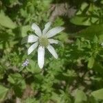 Anemone berlandieri Virág