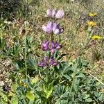 Lupinus hispanicus 花