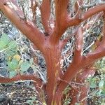 Arctostaphylos patula Bark