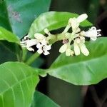 Psychotria carthagenensis Kukka