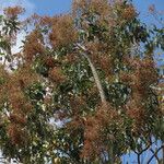 Cordia alliodora Cvet