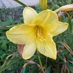 Hemerocallis minor Floare