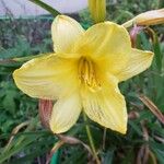 Hemerocallis minor Цвят