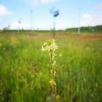 Turritis glabra Flor