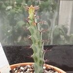 Euphorbia greenwayi Hoja