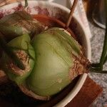 Albuca bracteata Habitus