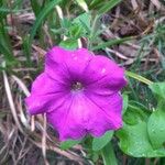 Petunia integrifolia Квітка