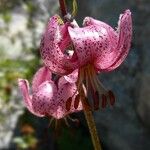 Lilium martagon Fiore