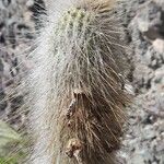 Cleistocactus hyalacanthus Kora