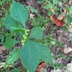 Lycopus virginicus Leaf