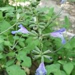 Salvia interrupta പുഷ്പം