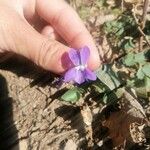 Viola sagittata Fleur