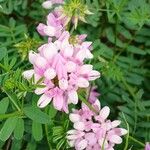 Coronilla varia Blüte