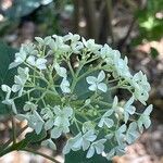 Hydrangea arborescens 花