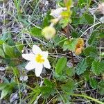 Gagea serotina Fula
