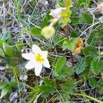 Gagea serotina Flower