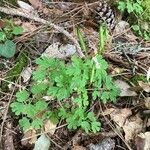 Cardamine graeca Fruit